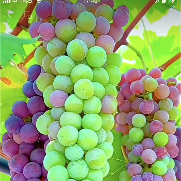 雄东卖烧纸元宝长盛西庭