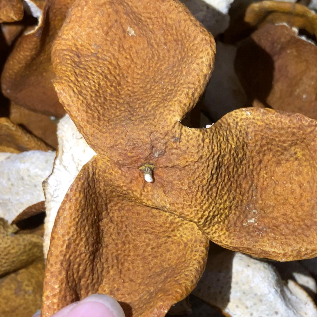 念纵广西浦北陈皮