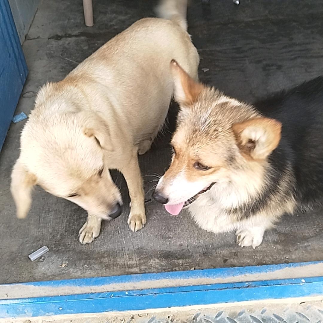 百合