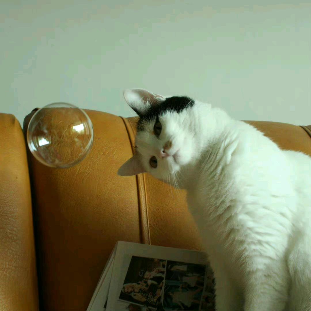 昭昭