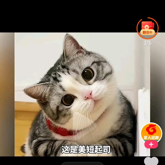 WT