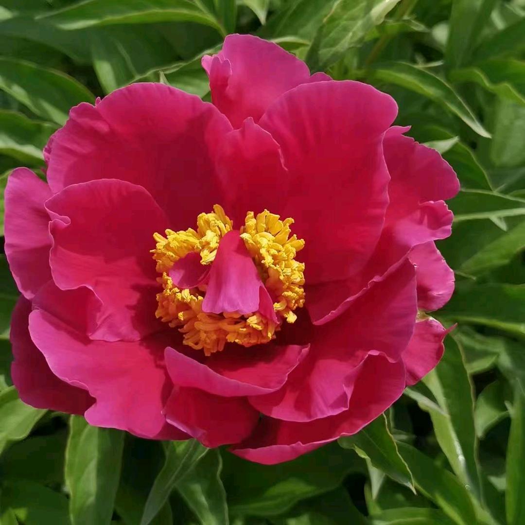 王雅芳