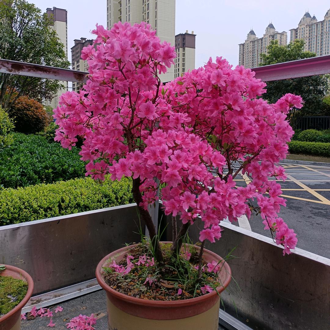 赵大姐