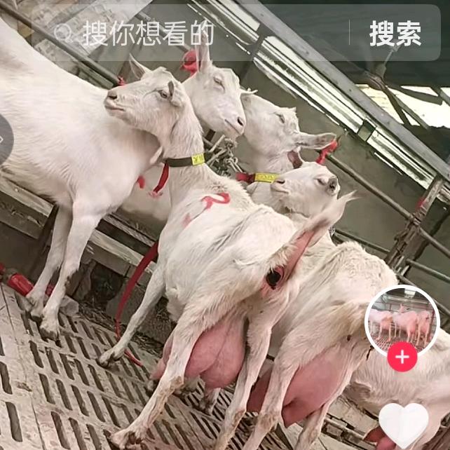 萨能奶山羊繁殖一天产奶10斤