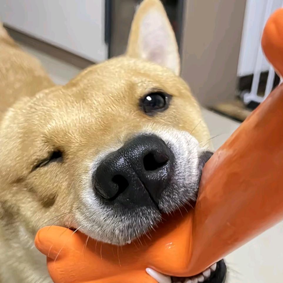 布拉哲