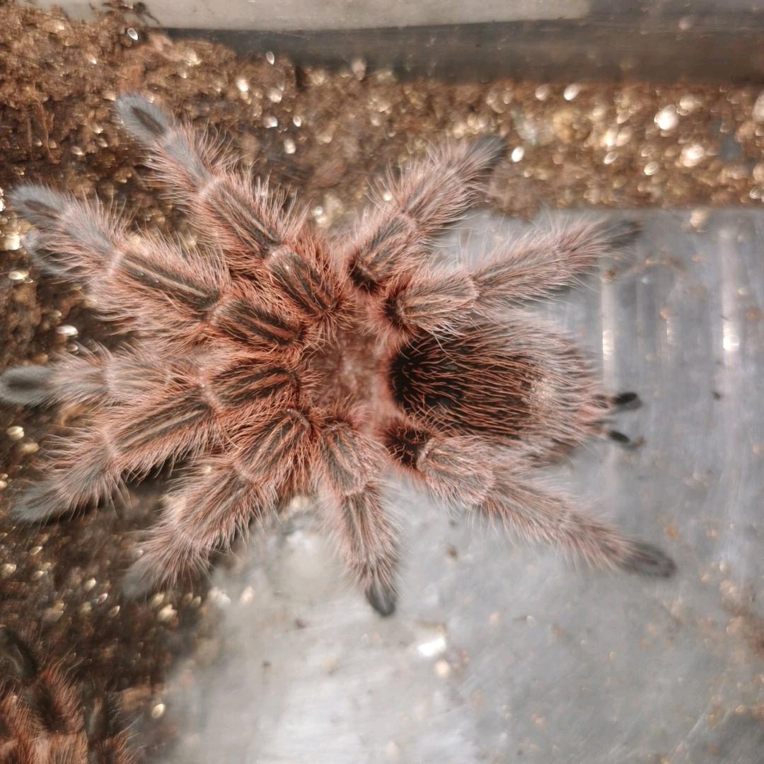 蜘蛛之家（两千五百粉丝送蜘蛛）