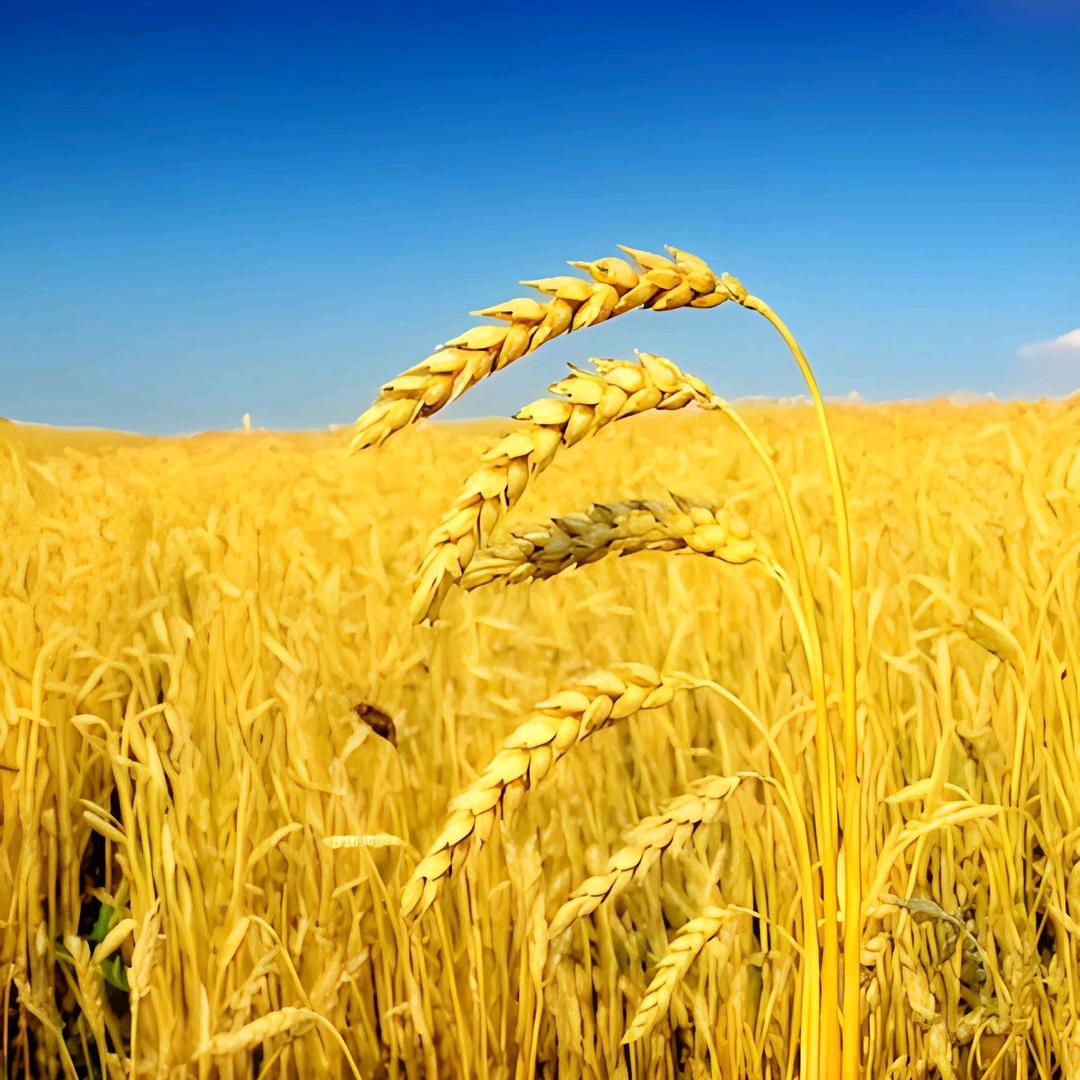 徐飞       ོ    ༽