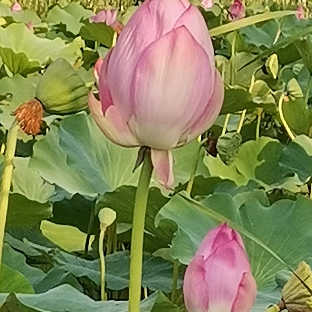 🍎幸福，因为有你