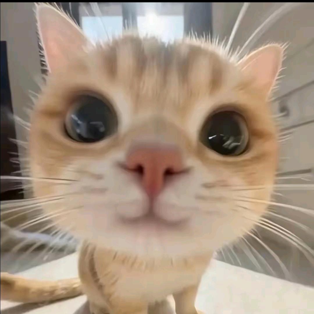 爱搞薯条的学长