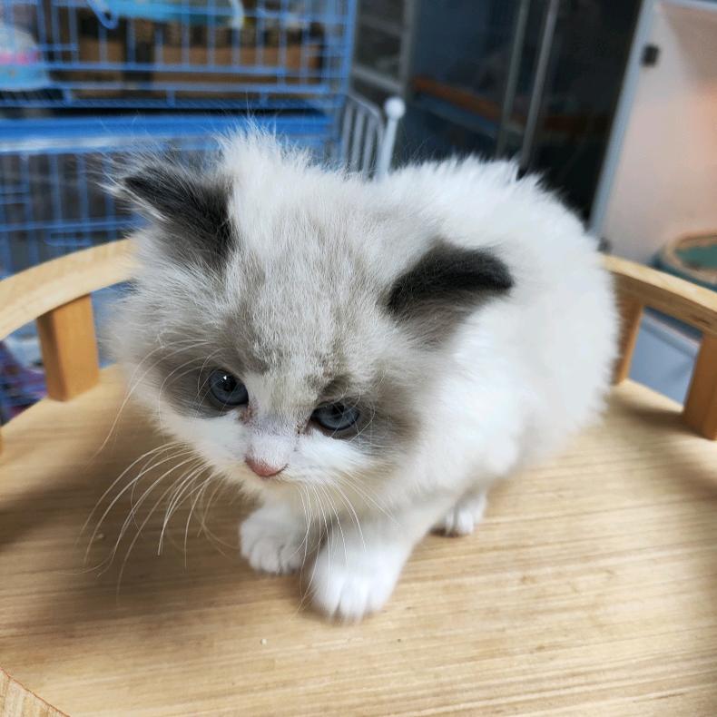 做我的猫🐱