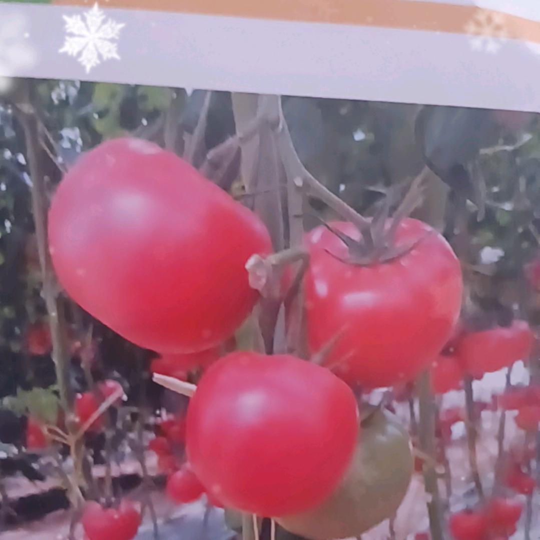 罗兰大果口感番茄