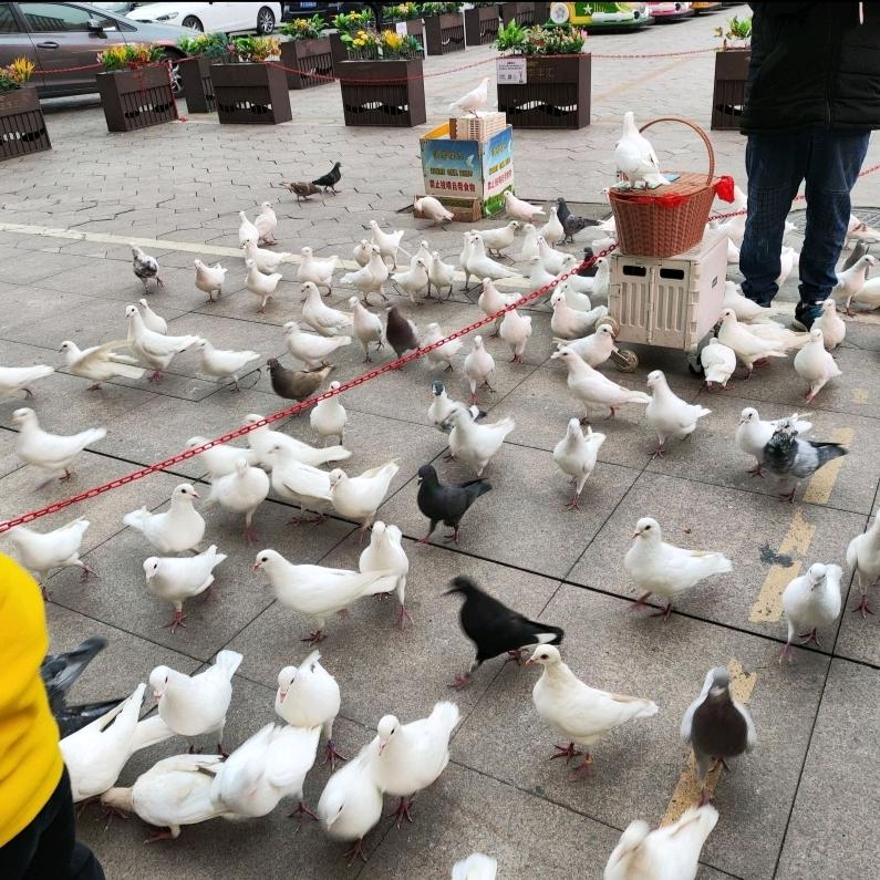 云南大姐