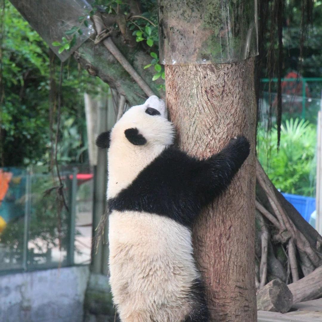 善若~