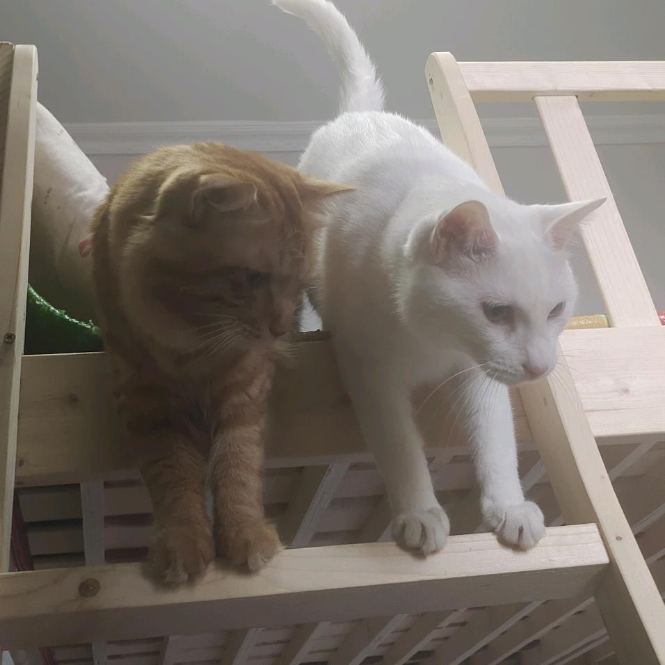 🍓香香软软的草莓蛋糕🍓