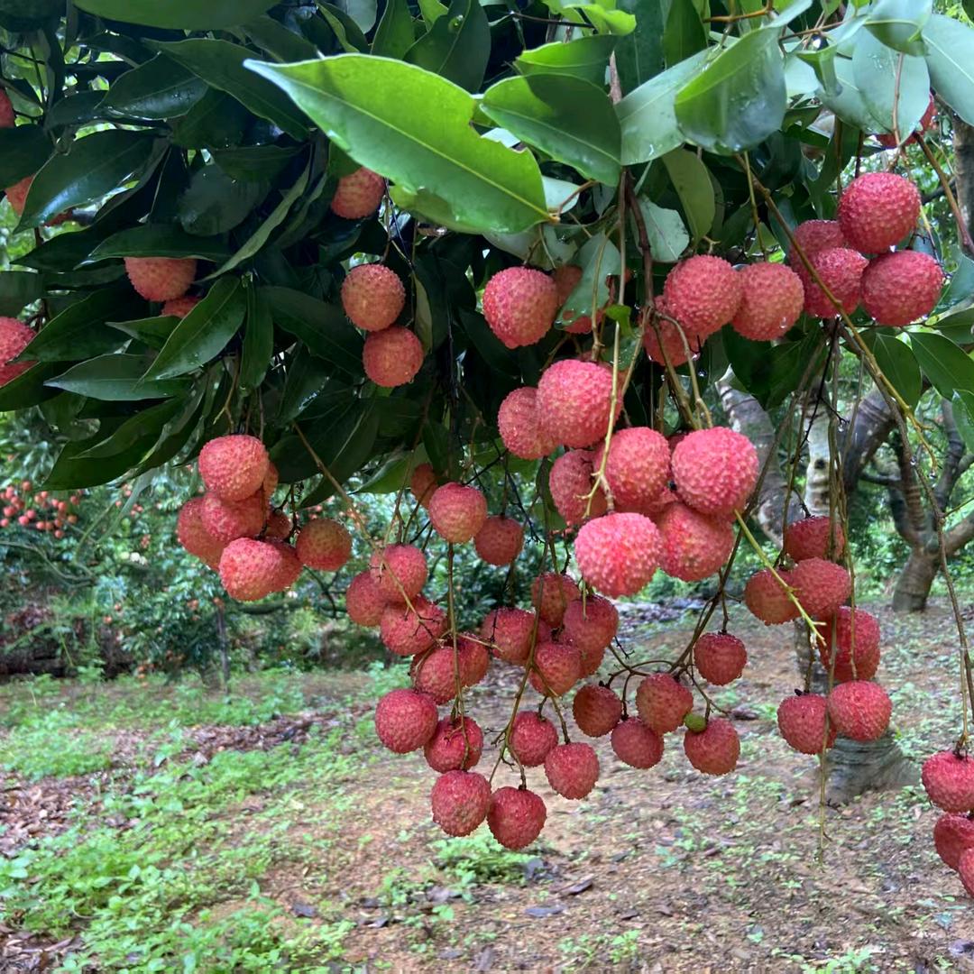高州大井