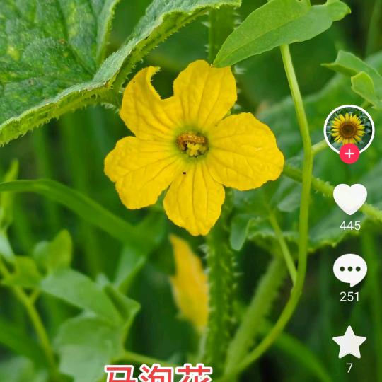 朵朵手工花语！（可以订做成品）