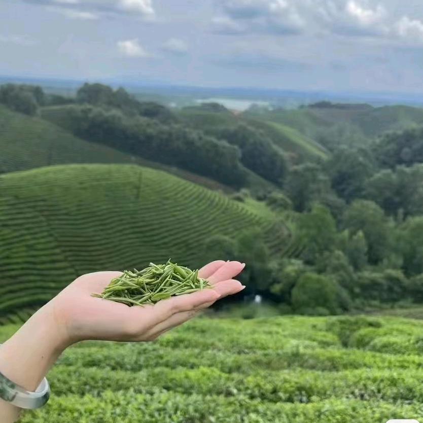 一缕茶烟