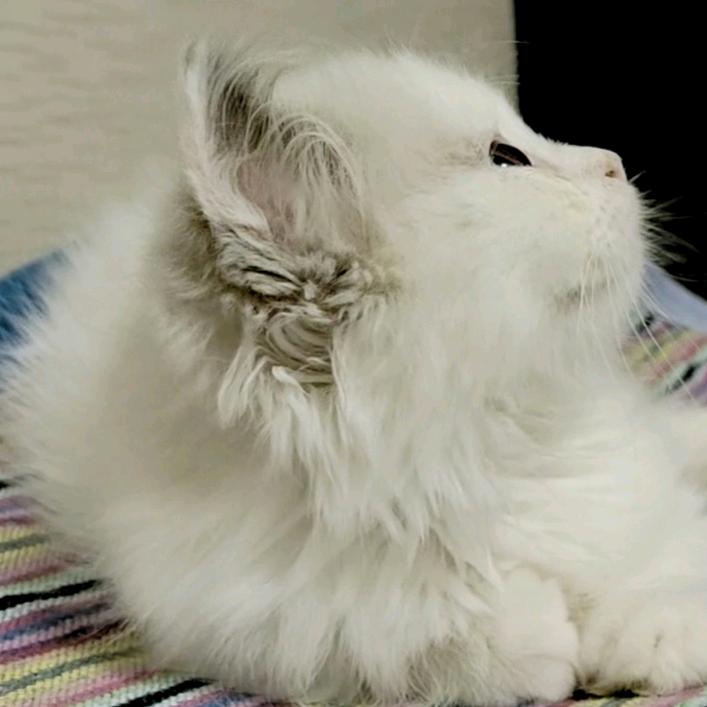 绵绵是个猫