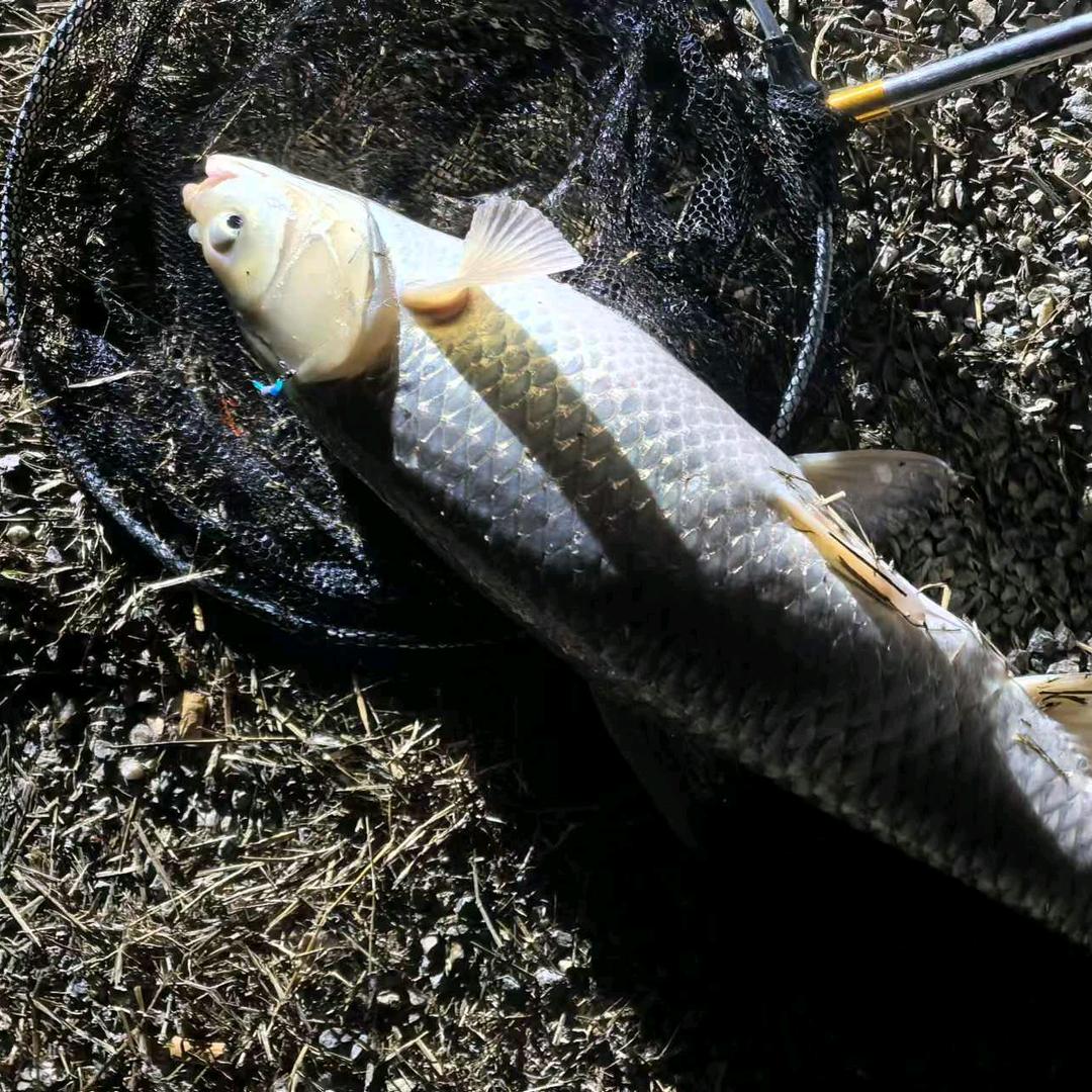无恙钓鱼🎣