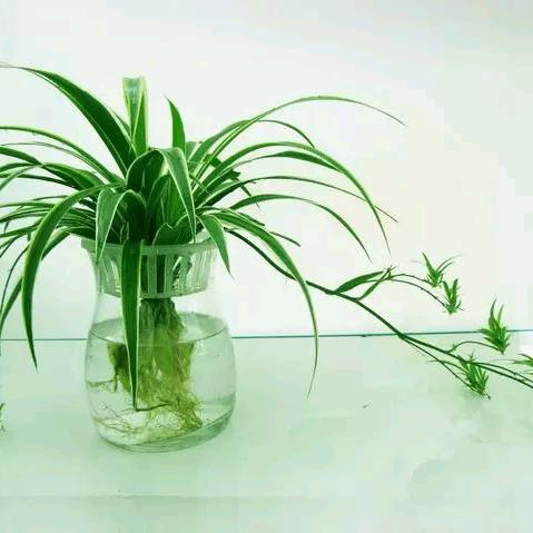 哈哈豆.