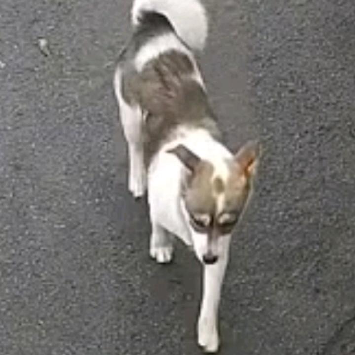 寻狗·庄墓菜市场寻狗