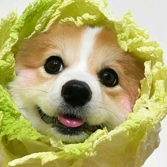 哇塞哇塞