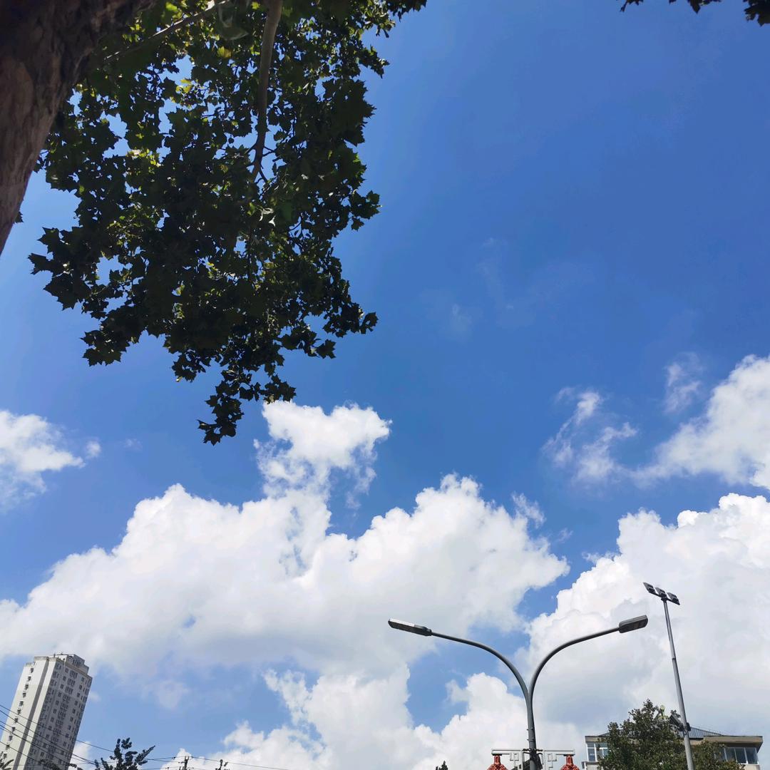 李$（鲤上旺来）$