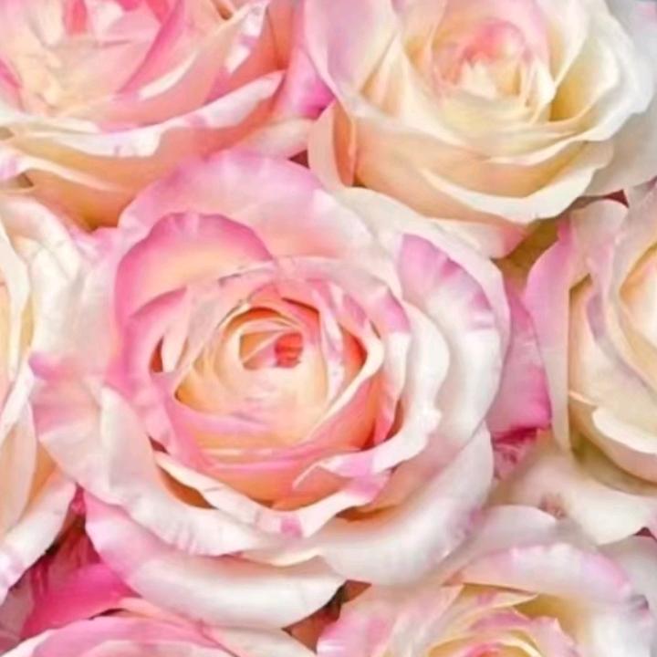 流泪的飞蛾🌺🌺