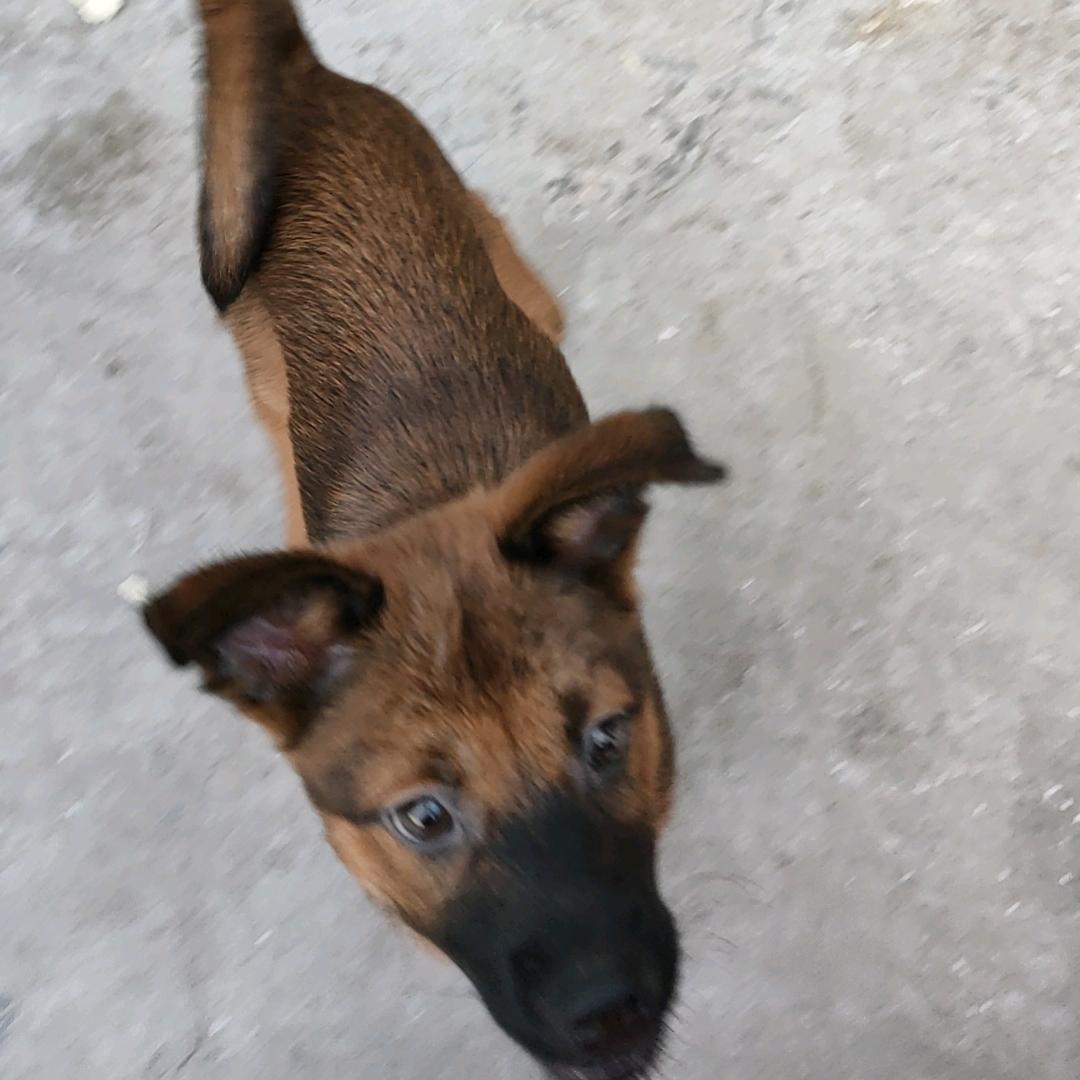 咖啡是只田园犬