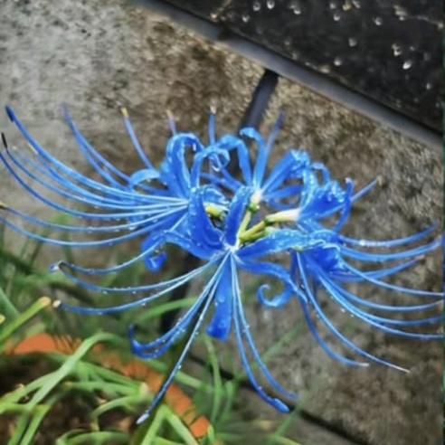 蓝色彼岸花头像