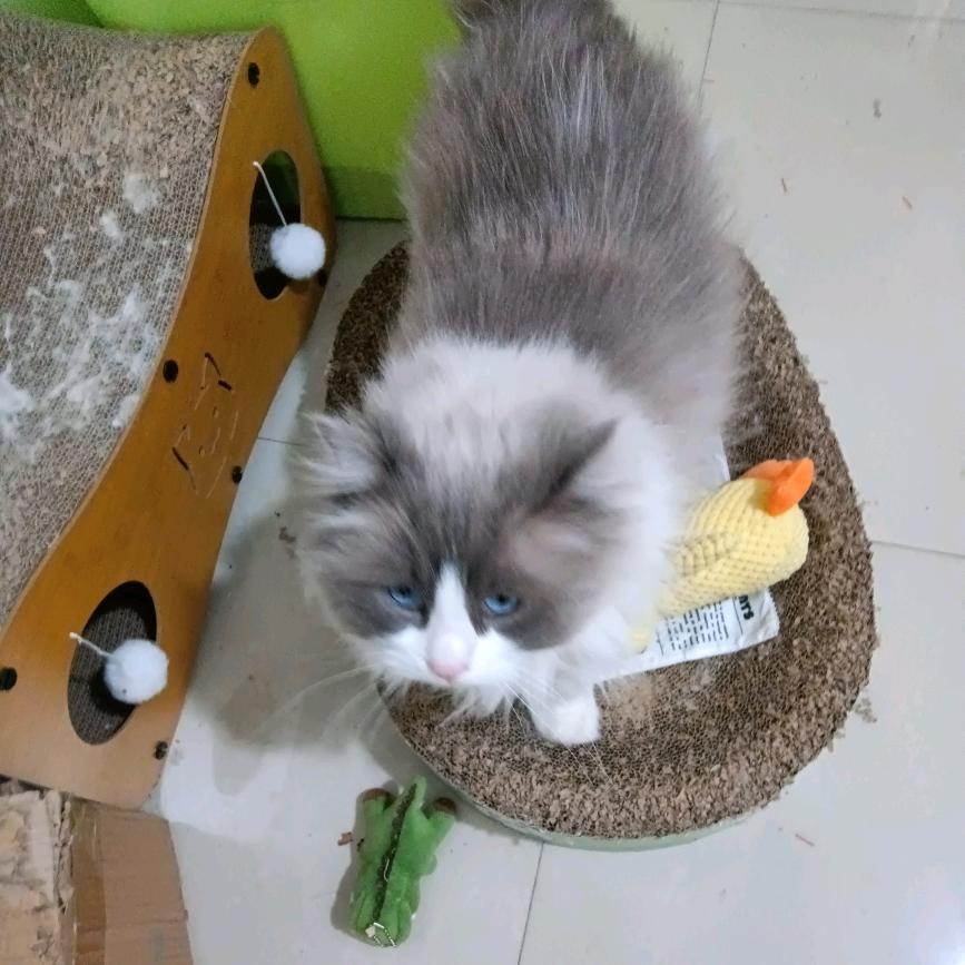小贾