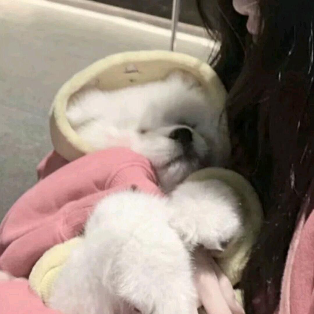 顺ღ
