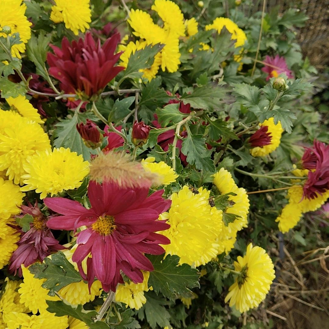紫薇花