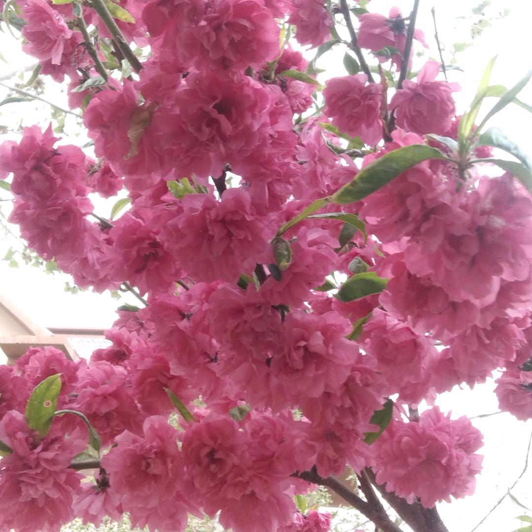 💝💝谢幕繁华💝💝