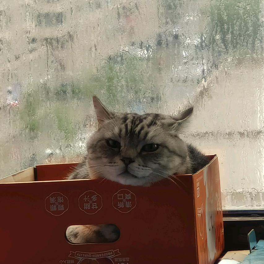 斑马🎈