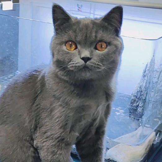 糖糖同学！有一只傻猫叫蛋蛋