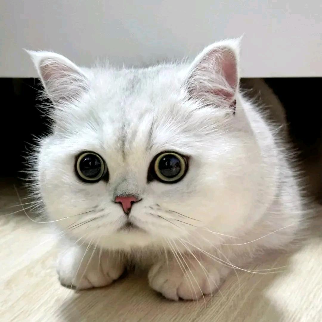小猫咪