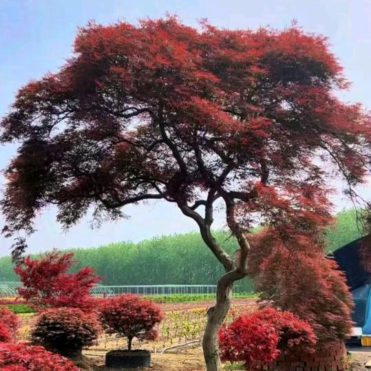 枫林晚枫树花卉