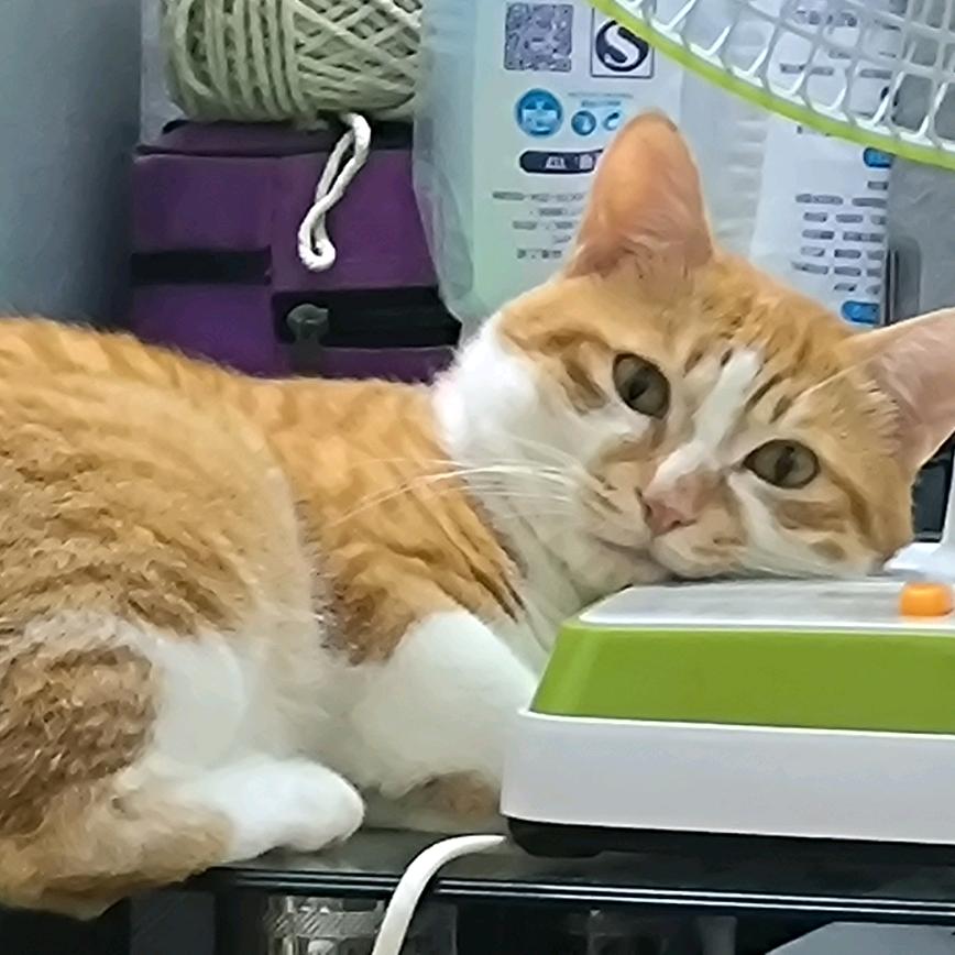 本喵叫憨憨（徒手健身）