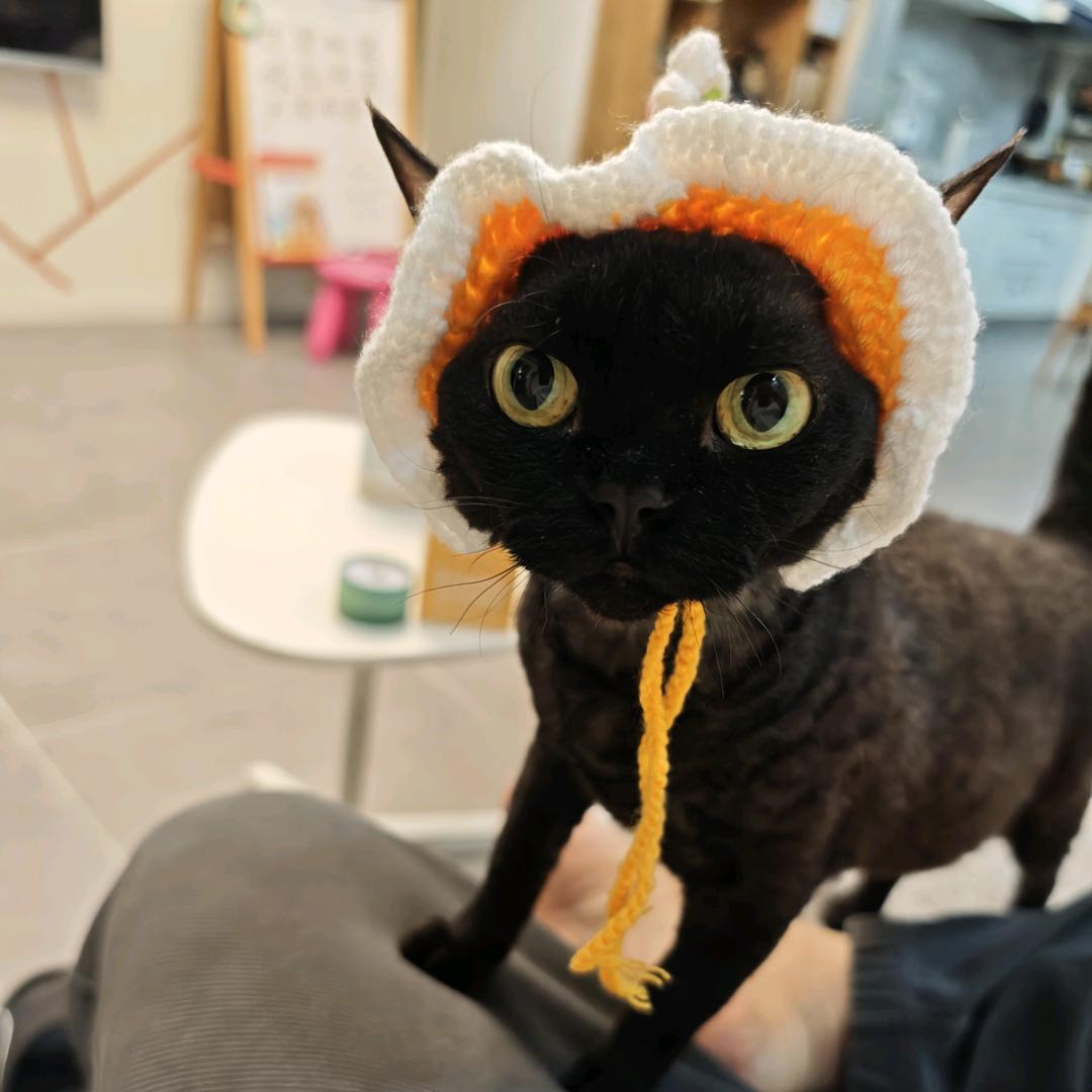 波妞妞是只猫