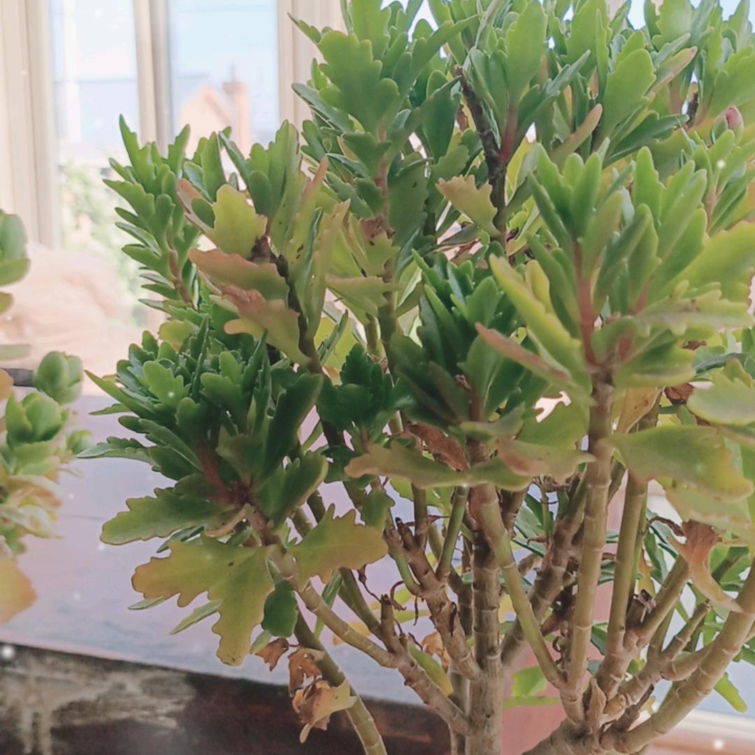 莹莹
