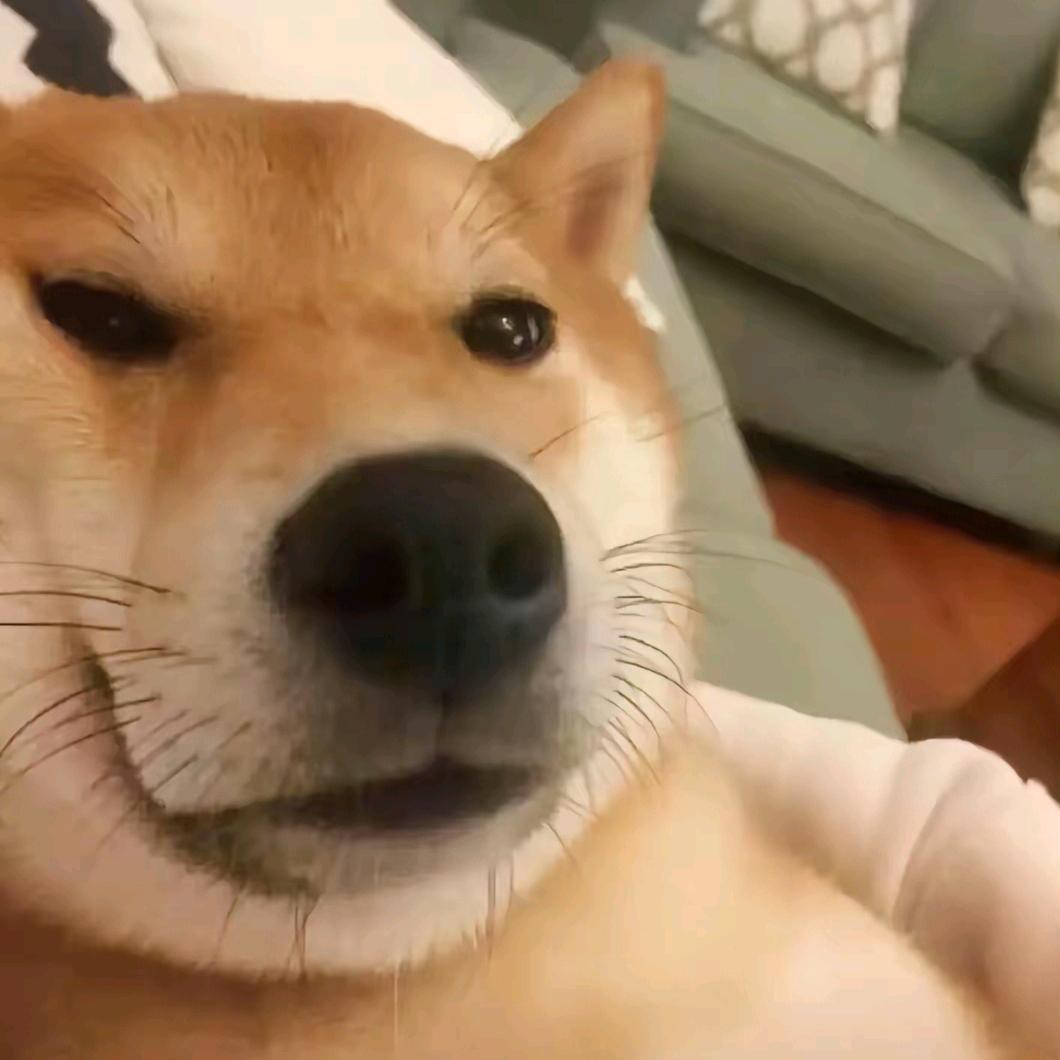 嘉宝力