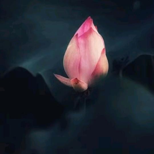 小莉姐