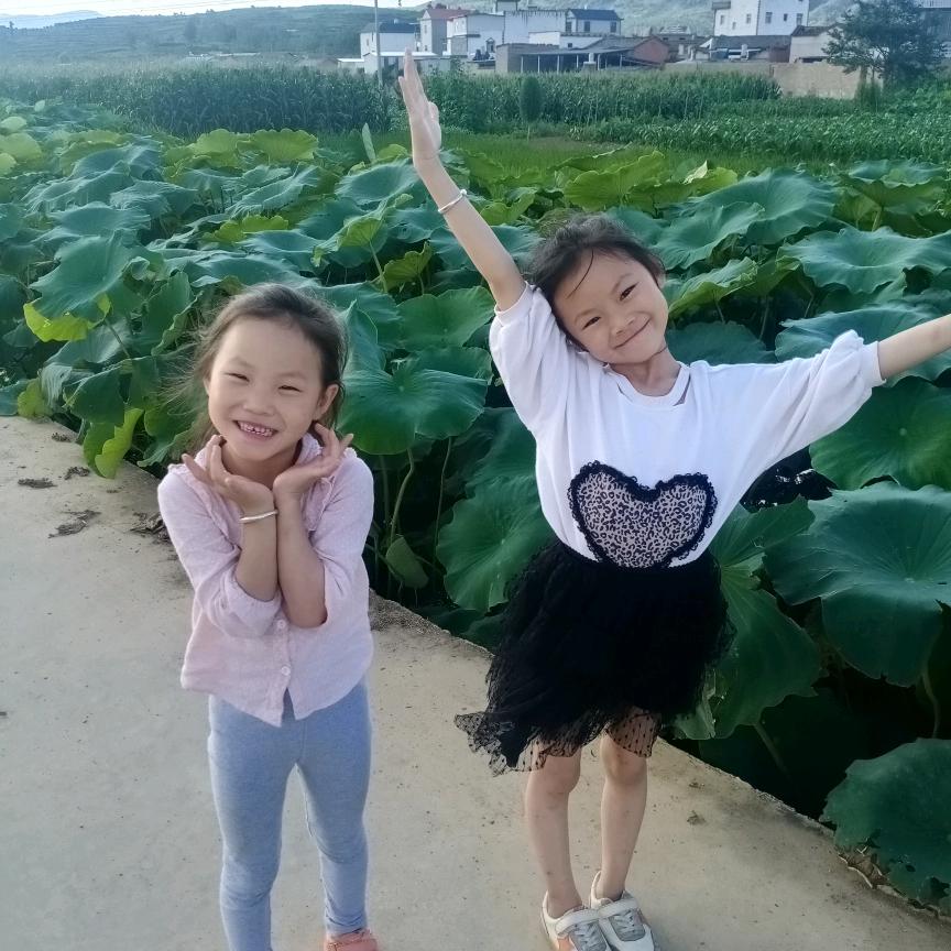 阳光中的向日葵