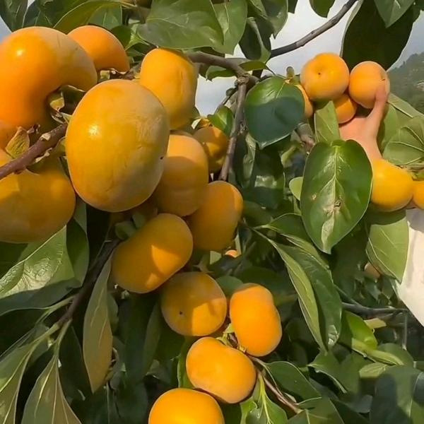 张松果树苗木专营店