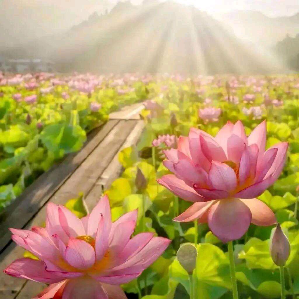 富贵花开