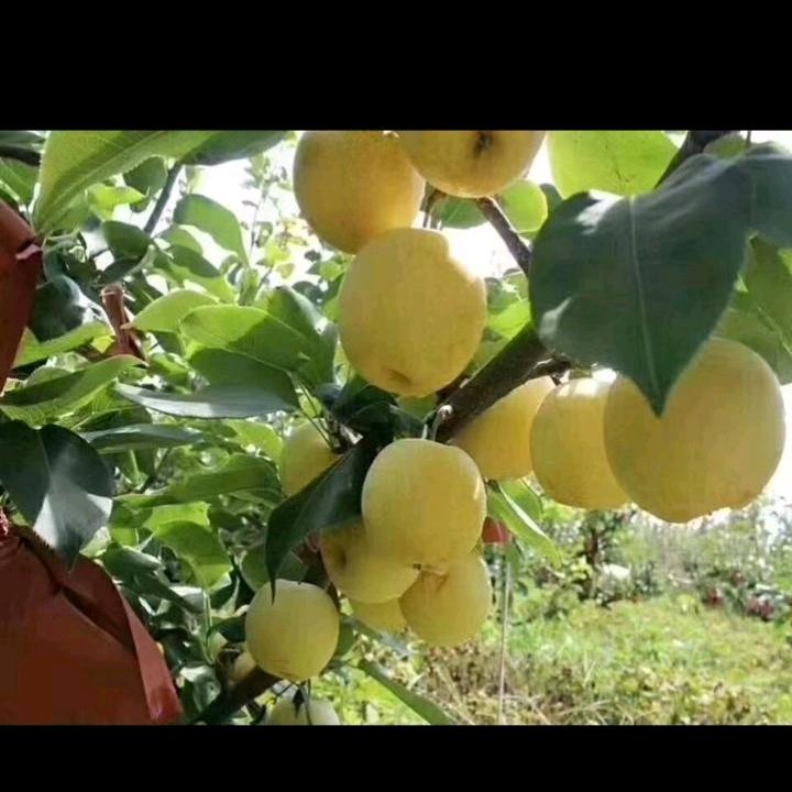 博望黄金梨
