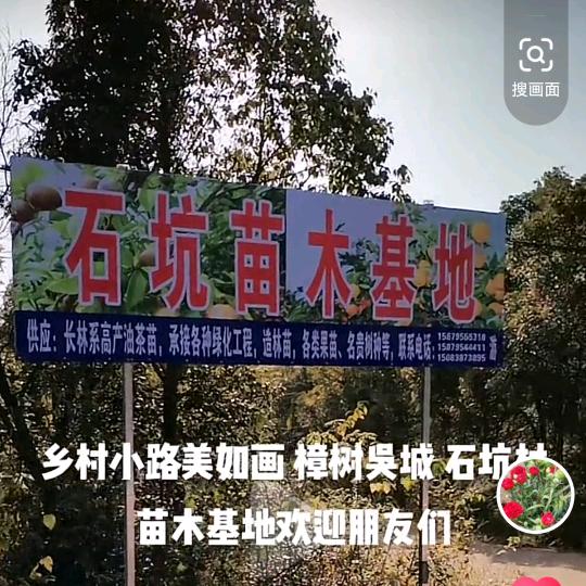 樟树市石坑苗木种植场（游志军