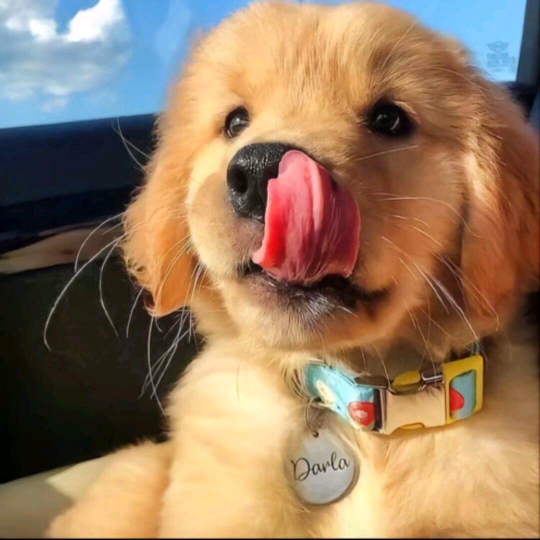 大傻春 你要干什么？