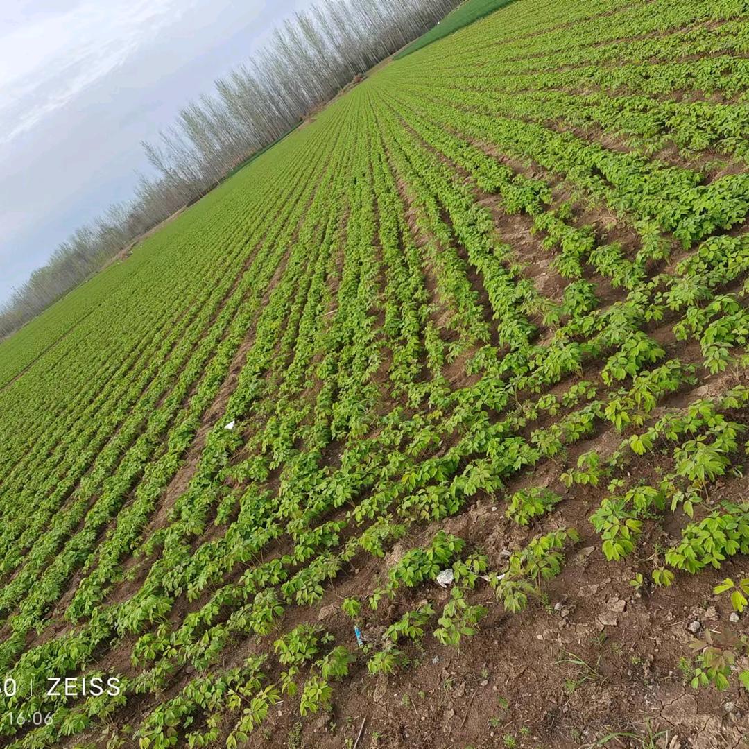 方老师种植中心